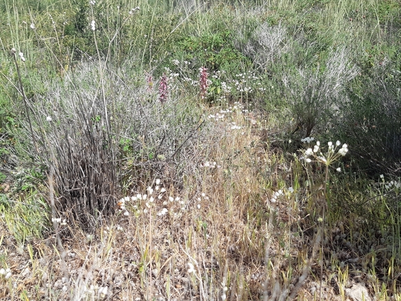 שום עקרון  צולם על ידי סיון מרדוק 