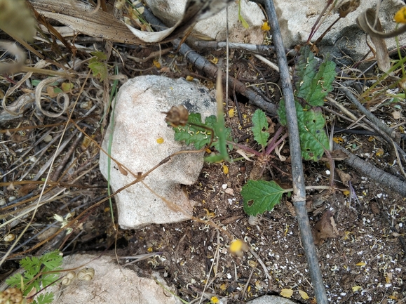 בוצין בירותי  צולם על ידי מרב לבל 