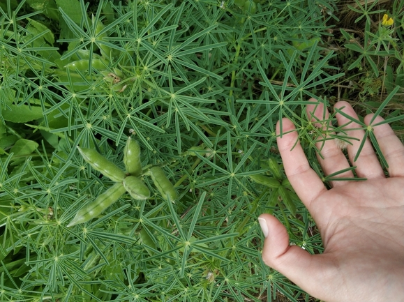 תורמוס צהוב  צולם על ידי מרב לבל 