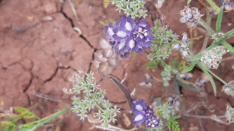 Flesh-coloured Stone-cress  photographed by עופרה פרידמן 