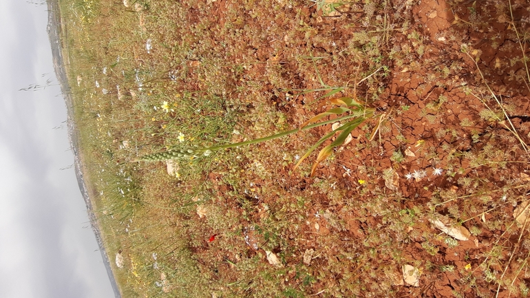 Tawny Star-of-Bethlehem  photographed by עופרה פרידמן 