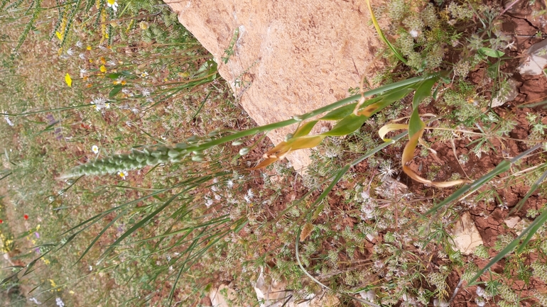 Tawny Star-of-Bethlehem  photographed by עופרה פרידמן 