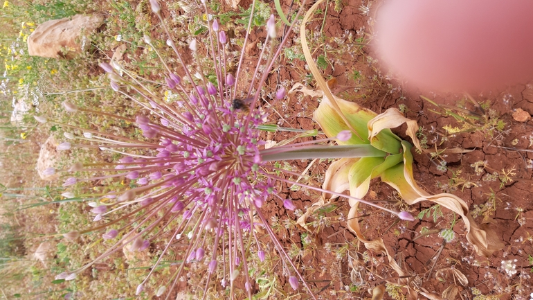 Schubert's Garlic, Tumble Garlic  photographed by עופרה פרידמן 