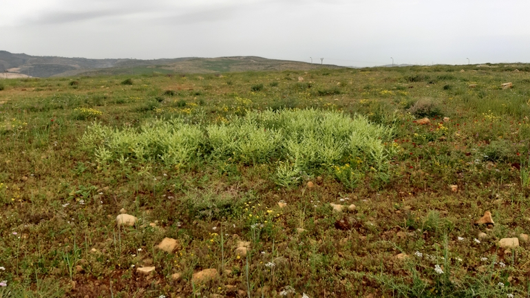 Syrian Sage  photographed by עופרה פרידמן 