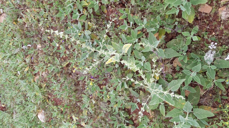 Syrian Sage  photographed by עופרה פרידמן 