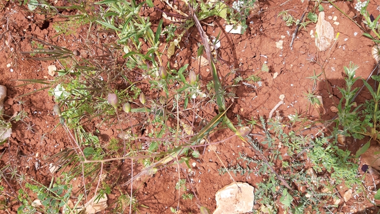 Tumbling Roman Squill, Long-stalked Bellevalia  photographed by עופרה פרידמן 