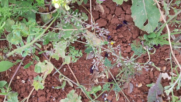 Factorovsky's Callipeltis  photographed by עופרה פרידמן 