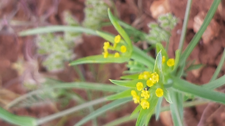 Short-stemmed Hare's Ear  photographed by עופרה פרידמן 