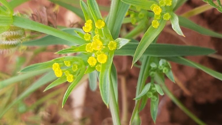 Short-stemmed Hare's Ear  photographed by עופרה פרידמן 