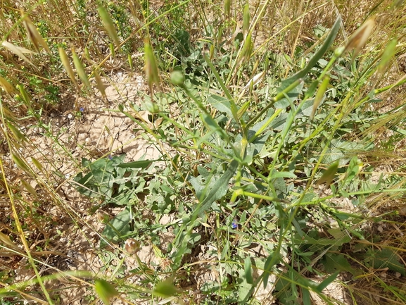 דרדר אשקלון  צולם על ידי מרגרטה וולצ'אק 