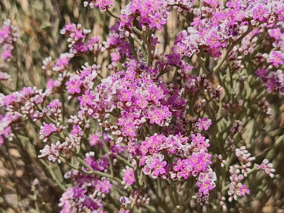 אירוס הגלבוע  צולם על ידי דורון ניסים 