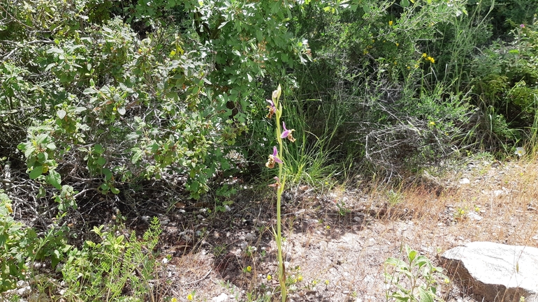 אירוס הגלבוע  צולם על ידי אריאל קדם 