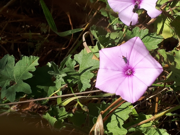 זצניה מזרחית  צולם על ידי מימי רון 