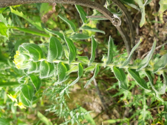 אלקנת הגליל  צולם על ידי מרגרטה וולצ'אק 