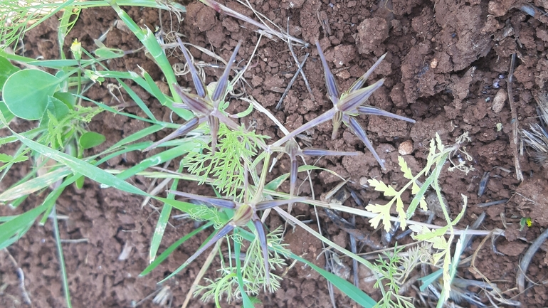 Palestine Shepherd's Needle  photographed by עופרה פרידמן 