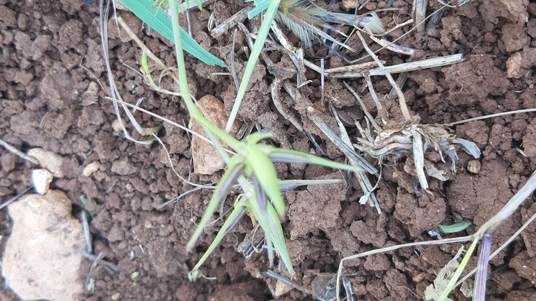 Palestine Shepherd's Needle  photographed by עופרה פרידמן 