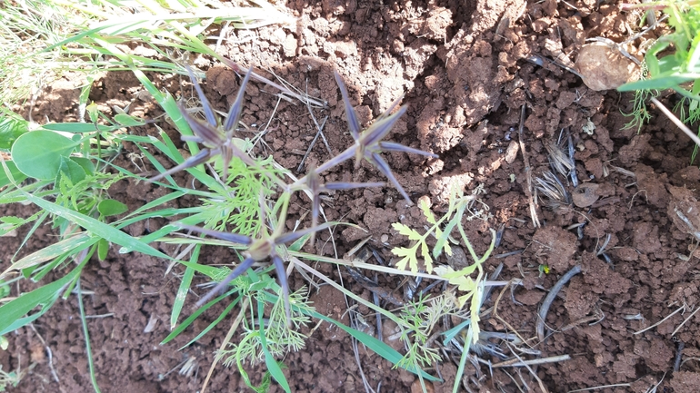 Palestine Shepherd's Needle  photographed by עופרה פרידמן 