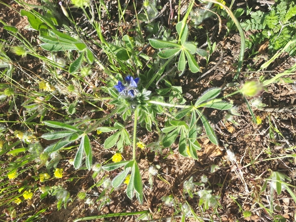 תורמוס שעיר  צולם על ידי מימי רון 