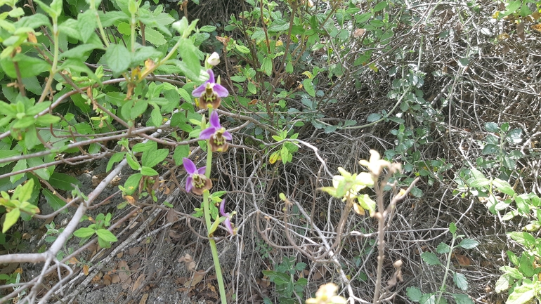 אירוס הגלבוע  צולם על ידי אריאל קדם 