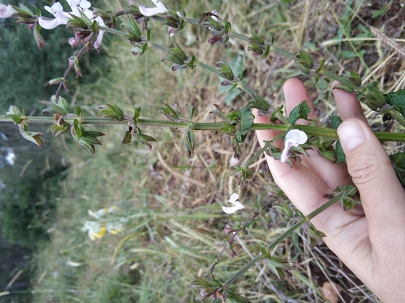 מרוות איג  צולם על ידי מרב לבל 