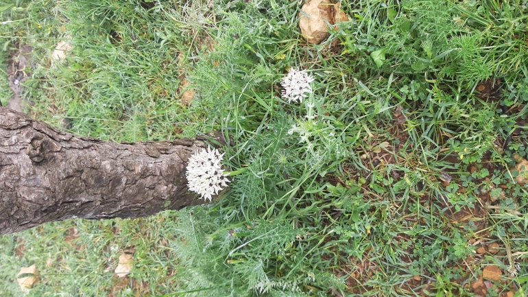 Allium meronense  photographed by עופרה פרידמן 