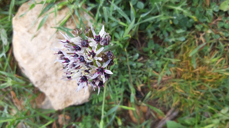 Allium meronense  photographed by עופרה פרידמן 