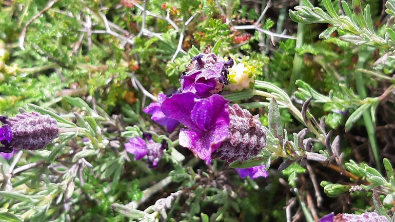 French Lavender, Spanish Lavender  photographed by עופרה פרידמן 