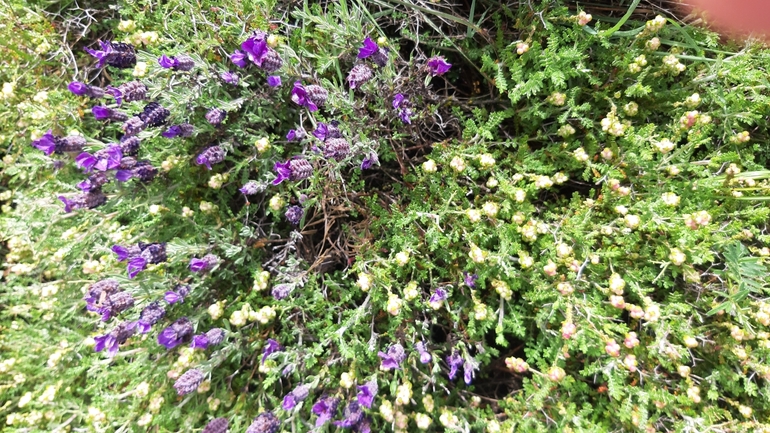 French Lavender, Spanish Lavender  photographed by עופרה פרידמן 