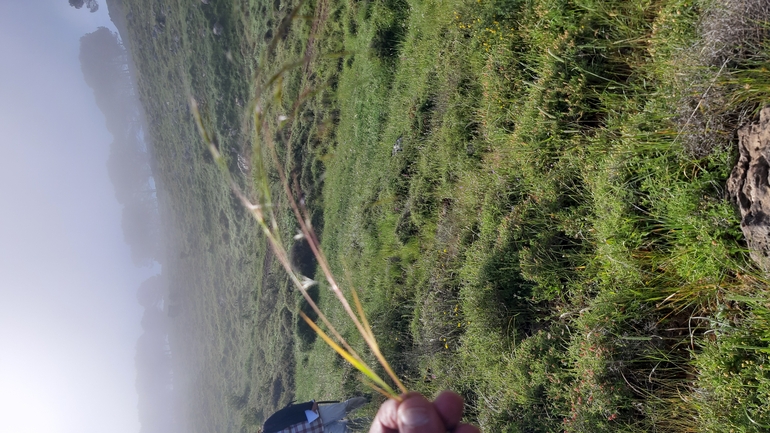 Blanche's Pilgerochloa  photographed by עופרה פרידמן 