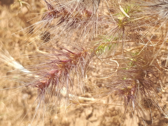 עקר שעיר  צולם על ידי מימי רון 