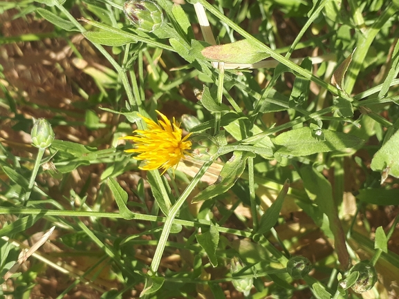 דרדר אשקלון  צולם על ידי מימי רון 