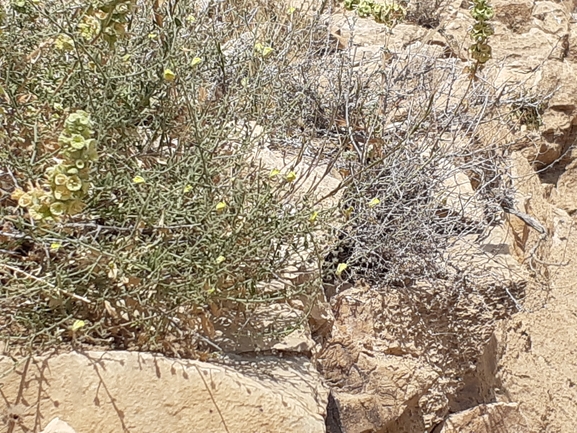 עפעפית יהודה  צולם על ידי אסף מזרחי 