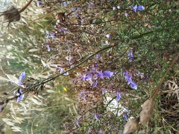 געדה קיפחת  צולם על ידי מרב לבל 