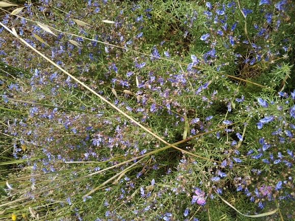 געדה קיפחת  צולם על ידי מרב לבל 