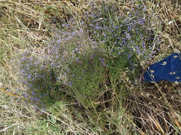 געדה קיפחת  צולם על ידי מרב לבל 