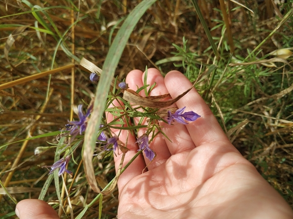 געדה קיפחת  צולם על ידי מרב לבל 