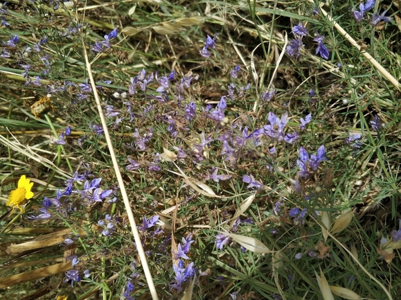 געדה קיפחת  צולם על ידי מרב לבל 