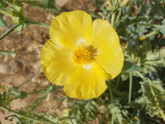 פרגה צהובה  צולם על ידי אורי אורבך 