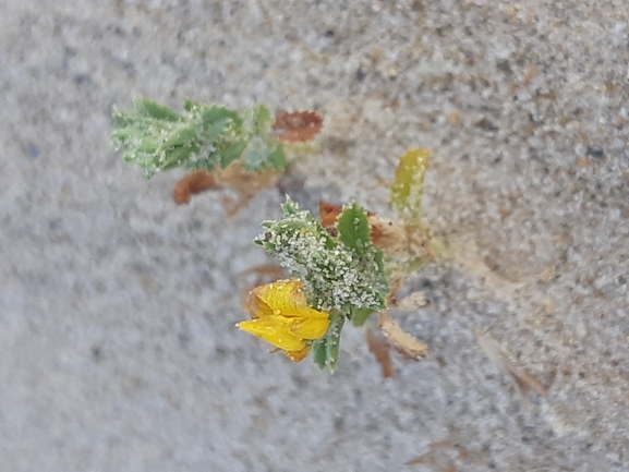 Variegated Restharrow,  Villous Restharrow  photographed by Dotan Rotem 