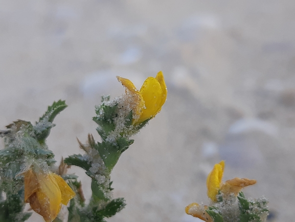 Variegated Restharrow,  Villous Restharrow  photographed by Dotan Rotem 