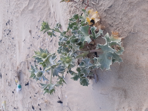 Sea Holly  photographed by Dotan Rotem 