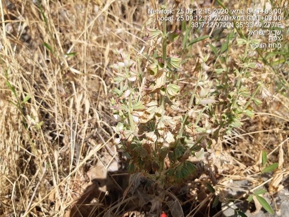 מרווה מרושתת  צולם על ידי הדס כהנר 