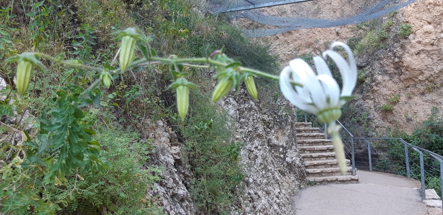 מישויה פעמונית  צולם על ידי רמזי בדראן 