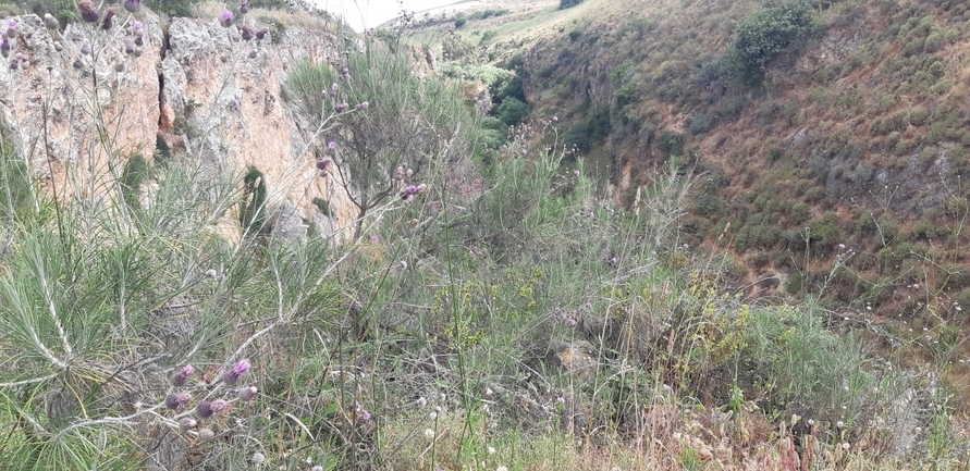 ארנין ההרים  צולם על ידי רמזי בדראן 