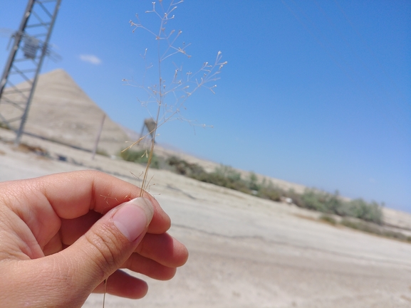 יתדן מפושק  צולם על ידי דר בן-נתן 