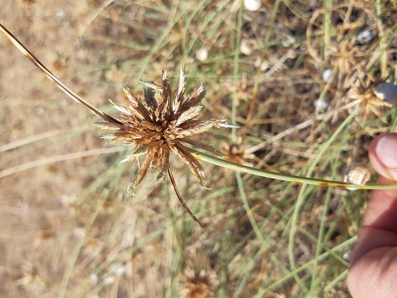 אירוס הגלבוע  צולם על ידי דותן רותם 