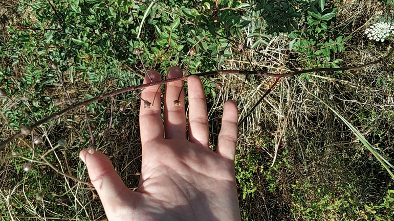 בוצין בירותי  צולם על ידי מרב לבל 