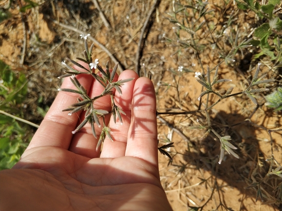 גביעול מאוגד  צולם על ידי מרב לבל 