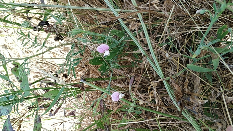 טופח קסיוס  צולם על ידי מרב לבל 