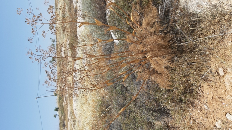 Çakşır, Samaria Giant Fennel  photographed by עופרה פרידמן 